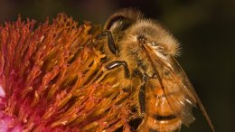 Une Abeille Sur Une Fleur