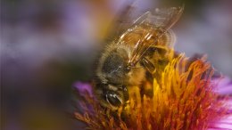 Une Abeille Butinant