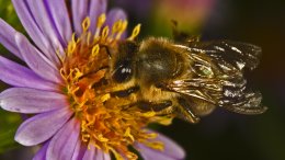 Gros Plan D'une Abeille