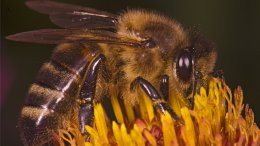 Gros Plan D'une Abeille