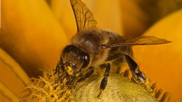 Un Gros Plan D'une Abeille