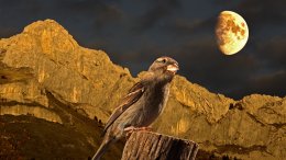 Un Moineau Et Le Cornafion