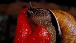 Un Escargot Sur Un Poivron