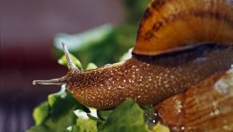 Un Escargot Sur Une Salade