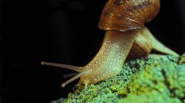 Un Escargot Sur Un Choux
