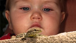 Le Bébé Et Le Lézard