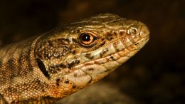 Une Tête De Lézard
