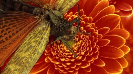 Une Libellule Et Une Fleur