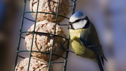 Une Mésange Qui Picore