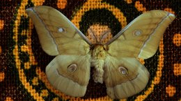 Un Papillon Mite