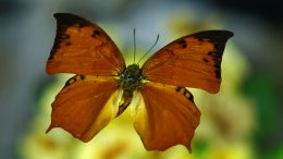 Un Papillon Paphianus
