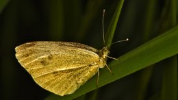 Un Papillon Sur Une Feuille
