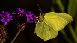 Un Papillion Sur Une Fleur