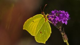 Un Papillon Sur Une Fleur