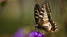 Un Papillon Sur Une Fleur