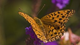 Un Papillon