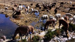 Troupeau De Lama