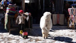 L'alpaga Et L'enfant