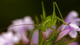 Une Sauterelle Et Une Fleur