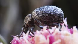 Un Scarabé Sur Une Fleur