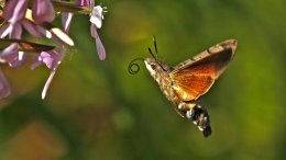 Un Papillion Sphinx