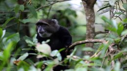 Un Singe 