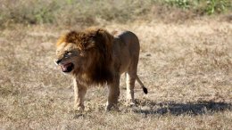 Lion Agressif