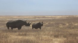 Des Rhinocéros