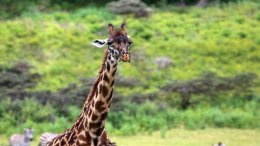 Une Girafe