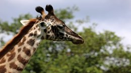 Tête De Girafe