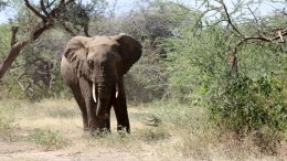 Un Éléphant