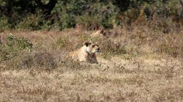 Lionne À L'affût