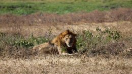 Le Roi Lion