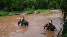 Eléphants Traversant La Riviére